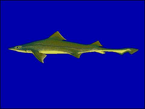 Image of Speckled Smoothhound