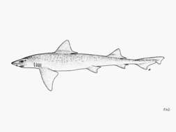 Image of Whitespot Smoothhound