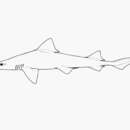 Image of Sharptooth Smoothhound