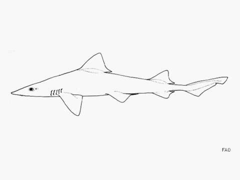 Image of Sharptooth Smoothhound