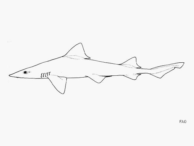 Image of Sharptooth Smoothhound