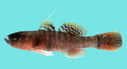 Image of Dappled reefgoby