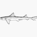 Image of Starspotted smooth-hound