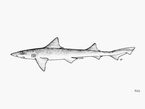 Image of Starspotted smooth-hound