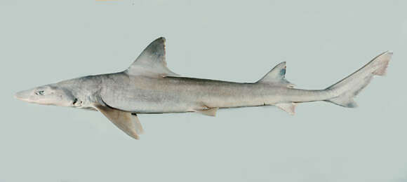 Image of Arabian Smoothhound