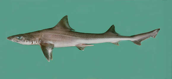 Image of Arabian Smoothhound