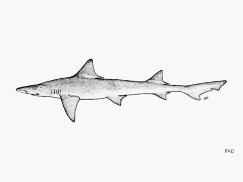 Image of Arabian Smoothhound