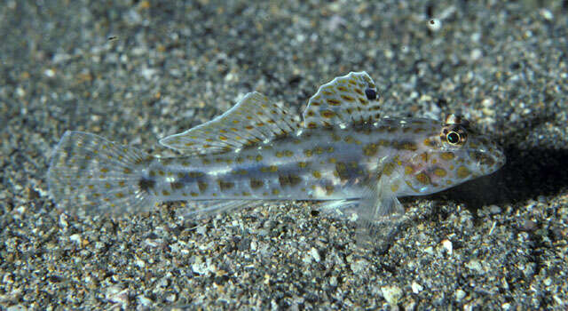 Fusigobius maximus (Randall 2001) resmi