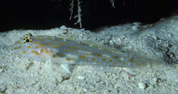 Image of Pale sandgoby