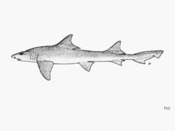 Image of Scylliogaleus