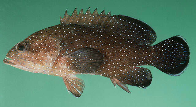Image of Starry grouper