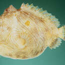 Image of Lined frogfish