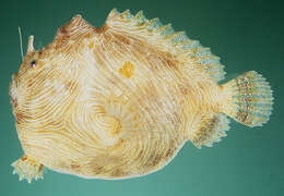 Image of Lined frogfish