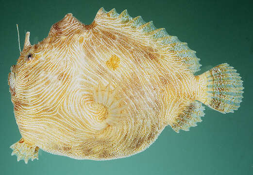 Image of Lined frogfish
