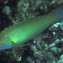 Image of Pink-snout wrasse