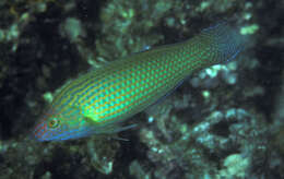 Image of Pink-snout wrasse