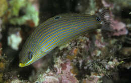 Image of Pink-snout wrasse