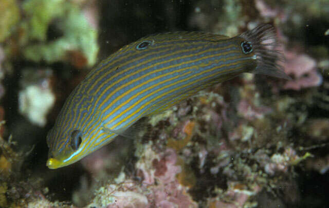 Image of Pink-snout wrasse