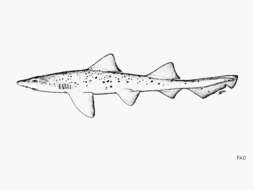 Image of Spotted Houndshark