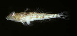 Image of Hawaiian ruddertail dragonet