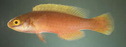 Image of Claire&#39;s fairy wrasse