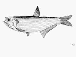 Plancia ëd Thryssa polybranchialis Wongratana 1983