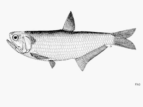 Слика од Thryssa polybranchialis Wongratana 1983