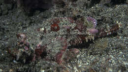 Image of Bandfin scorpionfish