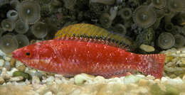 Image of Samoan fairy wrasse