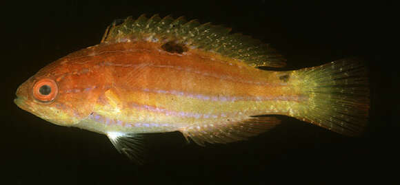 Imagem de Paracheilinus attenuatus Randall 1999