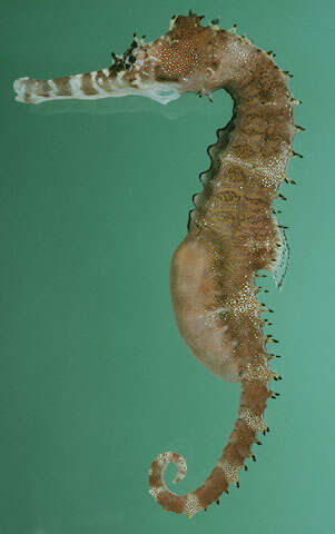 Image of Spiny Seahorse