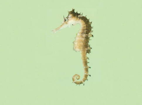 Image of Spiny Seahorse