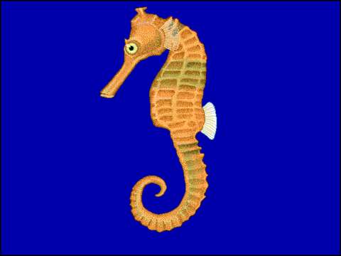 Image of Common seahorse