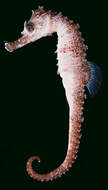 Image of Common seahorse