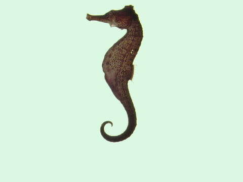 Слика од Hippocampus kuda Bleeker 1852