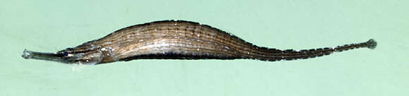 Image of Choeroichthys