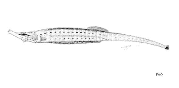 Image of Choeroichthys