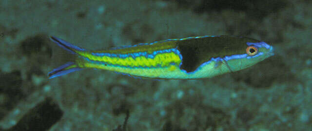 Image of Severns&#39; wrasse