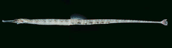 Image of Schultz's pipefish