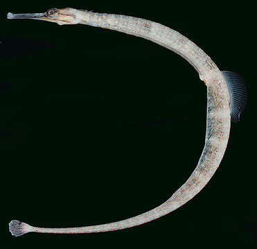 Image of Schultz's pipefish