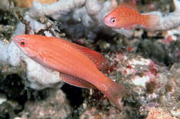 Image of Togean flasherwrasse