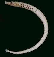 Image of Roughridge pipefish