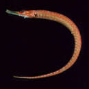 Image of Maxweber's pipefish