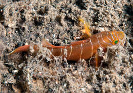 Image of Narrowbar reefgoby