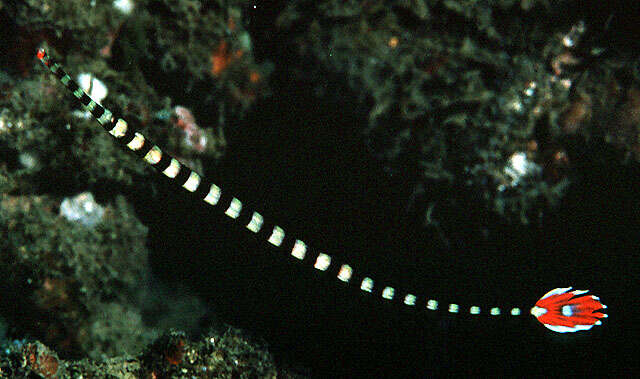 Image of banded pipefish