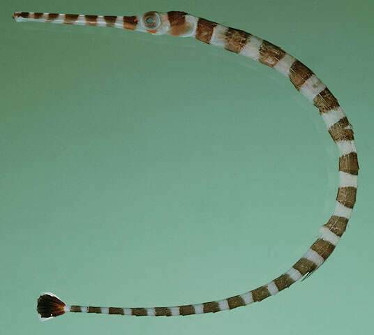 Image of banded pipefish