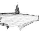 Image of Freshwater Anchovy
