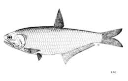 Image of Freshwater Anchovy