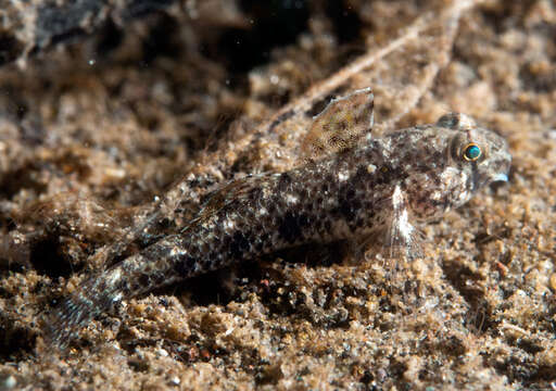 Image of Ocellated shrimpgoby