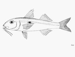 Image of Yellowstripe goatfish